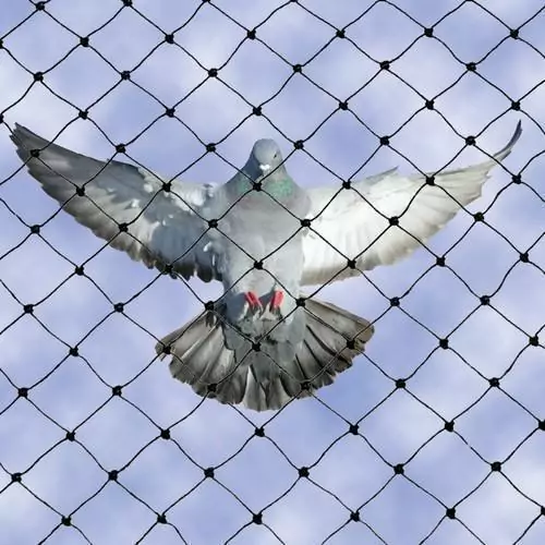 Pigeon Safety nets in Bangalore