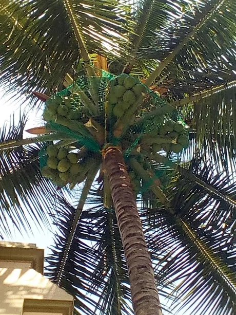 Coconut tree Safety Nets in Bangalore