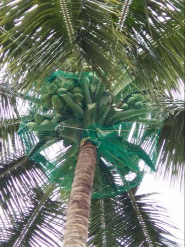 Coconut tree Safety Nets in Bangalore