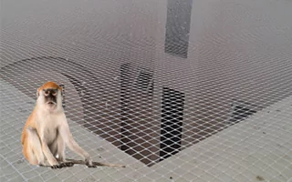 Monkey Safety Nets in Bangalore